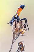 Parasitic Cylindromyia fly