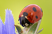 Seven-spot ladybird