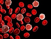 Red and white blood cells,illustration