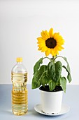 Bottle of sunflower oil with sunflower plant