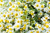 Chamomile flowers