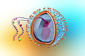 HIV structure,illustration