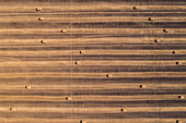 Aerial view of hay bales in field after harvest