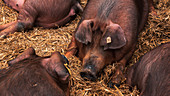 Danish duroc pigs sleeping in pen