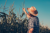 Farmer inspecting corn tassel