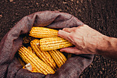 Farmer picking harvested corn cobs