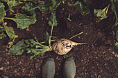 Farmer standing directly above sugar beet