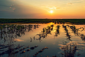 Flooded young corn field