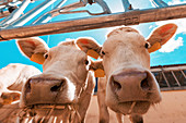 Curious cows on dairy cattle farm
