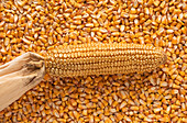 Corn cob and kernels