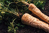 Harvested parsley roots