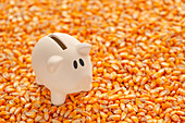 Piggy bank on pile of harvested corn seed