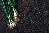 Harvested spring onions