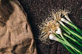 Harvested spring onions