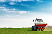 Tractor fertilizing wheat crop field with NPK