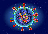 Human respiratory syncytial virus,illustration