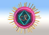 Human T-cell lymphotropic virus,illustration