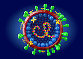 Influenza A virus,cut-away illustration
