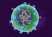 Measles virus,cut-away illustration