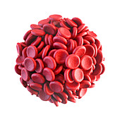 Red blood cells,illustration