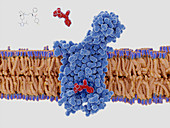 HIV drug binding to CCR5 co-receptor,illustration