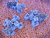 Voltage-gated sodium channels and sodium ions,illustration