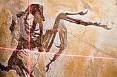 Archaeopteryx fossil research, ESRF, France