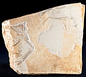 Archaeopteryx fossil