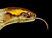 Snake head and tongue anatomy, illustration