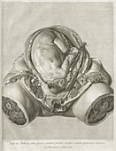 William Hunter on the anatomy of human pregnancy, 1774