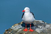 Dolphin gull, Tierra del Fuego