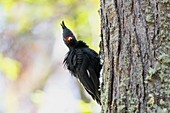 Magellanic woodpecker, Tierra del Fuego