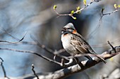 Rufous collared sparrow, Tierra del Fuego