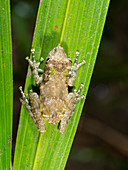 Fringe-lipped snouted treefrog