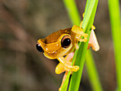 Upper Amazon treefrog