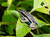 Spot-legged Poison Frog, Ecuador
