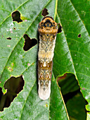 Amazonian Swallowtail butterfly larva