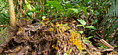 Fungi growing on a rotting log