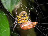 Amazonian orb-web spider feeding