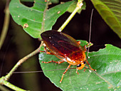 Cockroach in the rainforest
