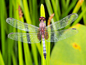 Dragonlet Dragonfly resting