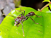 Bullet Ant on a rainforest leaf