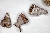 Caryophyllia fossil cup corals