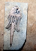 Macrocrinus fossil crinoid