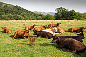 Cows resting, Ambleside, Lake District, UK