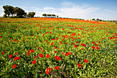 Poppies in a field of wheat near Agramunt, Spain