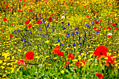 Poppies and other wild flowers in a fallow field