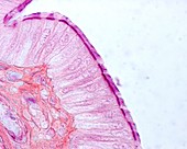 Fallopian tube ciliated epithelium, light micrograph