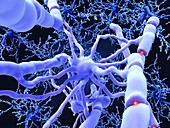 Oligodendrocyte nerve cells, illustration