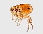 Rat flea Xenopsylla cheopis, plague vector